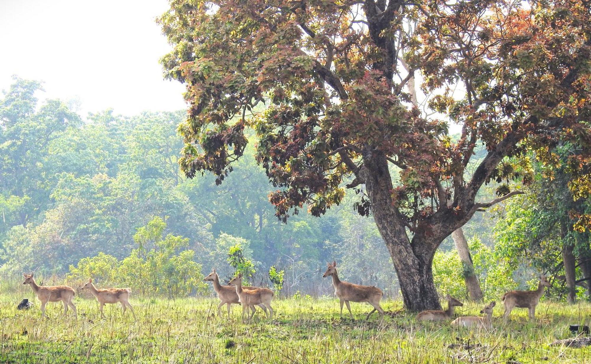 Bardiya Babai Resort Pvt Ltd מראה חיצוני תמונה